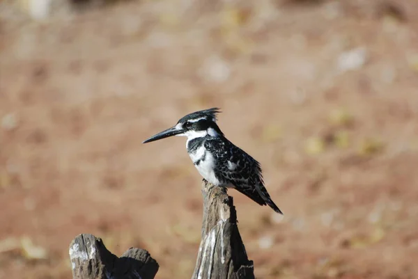 Pied Kingfisher Sitting Branch — Stock Photo, Image