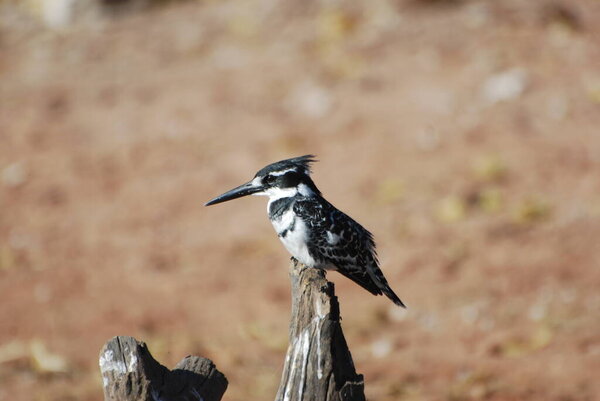 a pied kingfisher sitting on a branch