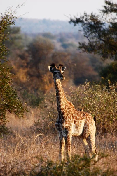 Une Girafe Bébé Dans Une Lumière Dorée — Photo