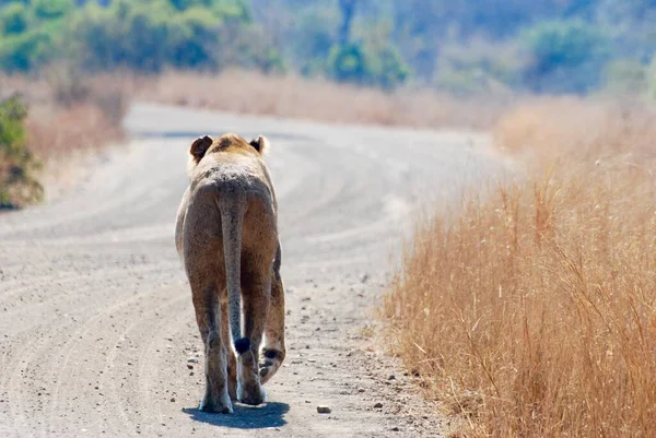 Gros Plan Une Belle Lionne Marchant Travers Arbre Sur Savane — Photo