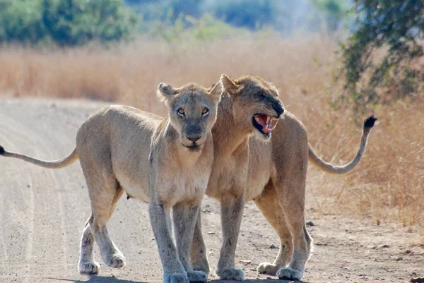 Two Lionesses Saying Hello — Stock Photo, Image