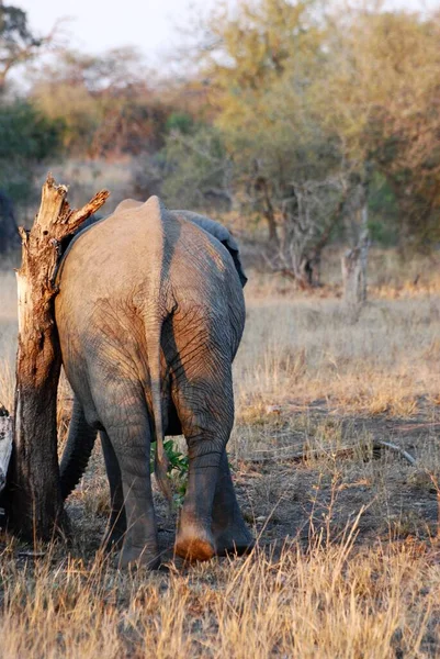 Afrikanischer Elefant Der Savanne — Stockfoto