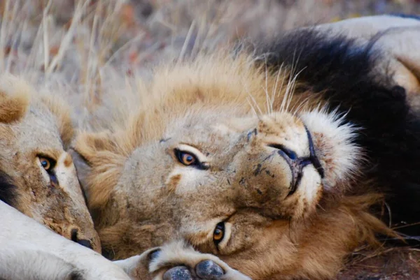 Close Two Lions — Stock Photo, Image