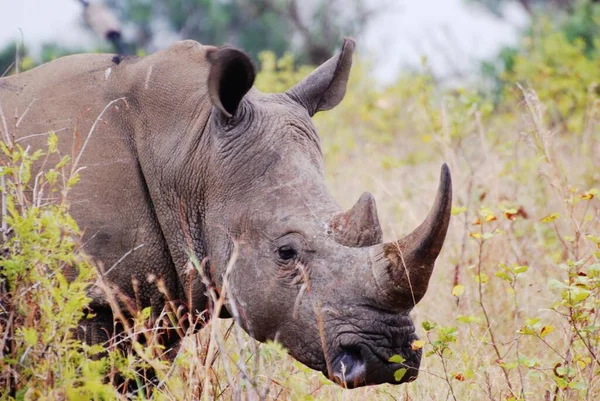 Rhinocéros Blanc Dans Savane — Photo