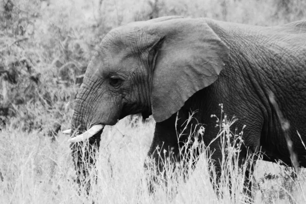 象の草を歩く — ストック写真