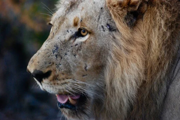 Close Male Lion — Stock Photo, Image