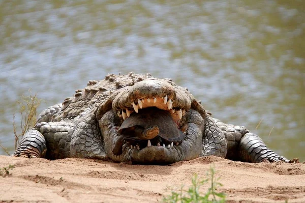 Crocodilo Água Com Terrapin — Fotografia de Stock