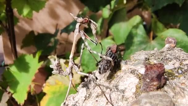 Макро Крупним Планом Mantis Захоплення Відправлення Мухи — стокове відео