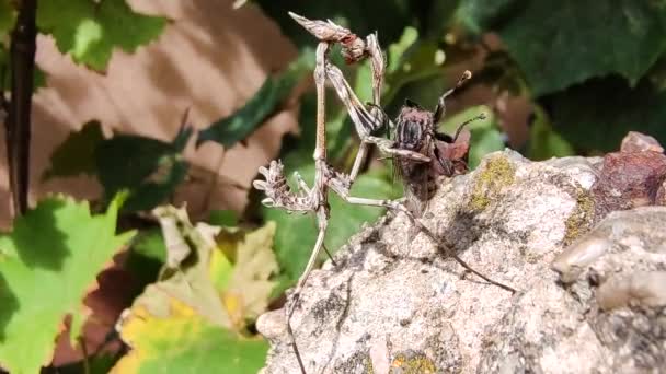 Mantis Capturer Dévorer Une Mouche Macro Fermer — Video