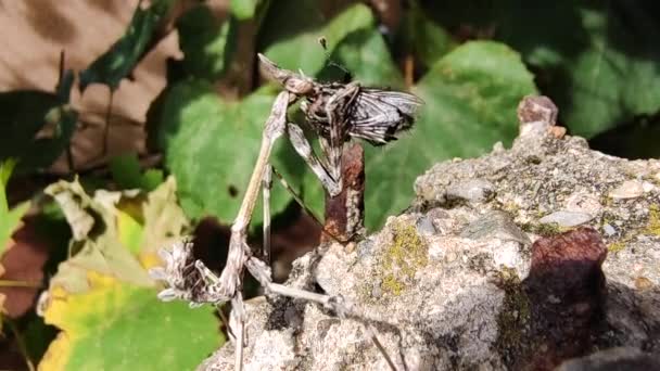 Predatory Macro World Mantis Hunt Fly Last Moments — Stock Video