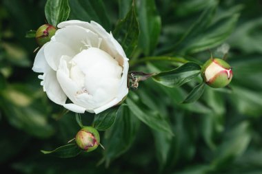 Açılmamış beyaz şakayık tomurcuklarının yakın çekimi. Güzel beyaz şakayık çiçeği ve arı yaklaş.