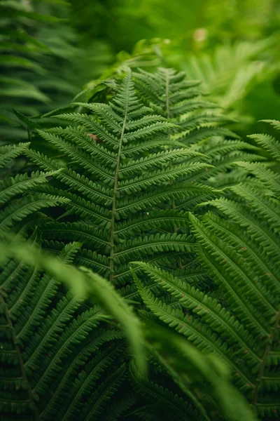 Крупним Планом Красиві Папороті Лісі Природний Квітковий Фон Папороті — стокове фото