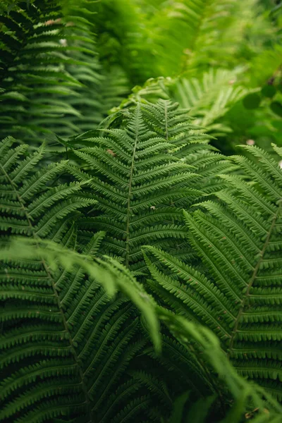 Крупним Планом Красиві Папороті Лісі Природний Квітковий Фон Папороті — стокове фото