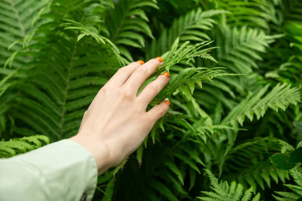 Mujer Mano Con Manicura Naranja Toca Suavemente Las Hojas Verdes —  Fotos de Stock