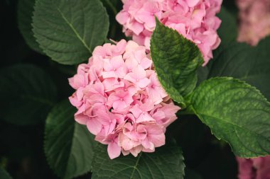 Parlak, güzel, pembe ortanca çalıların üzerinde, çiçeklenmiş bir ortanca çalısı..