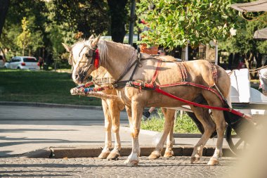 Turistler için şehirde at arabası gezintisi, güneşli bir günde şehirde atlar..