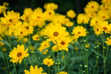 Sarı Heliopsis Paskalya Çiçeği ve arılar bahçede koyu yeşil bir arka planda yakın plan, yakın çekim.
