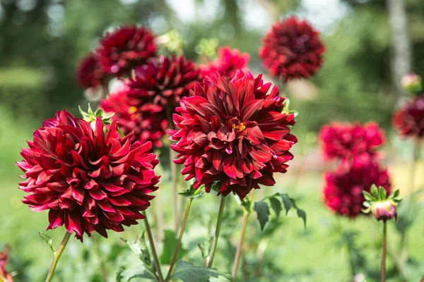 Kırmızı yıldız çiçekleri bulanık bir bahçede çiçek açarken, koyu kırmızı çiçekler, Asteraceae familyasından çiçek açan bir çiçek cinsidir..