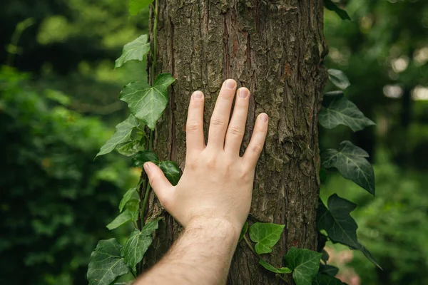 Mans Hand Touches Bark Tree Covered Ivy Forest Wild Forest — Stock Photo, Image