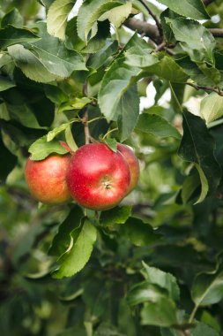 Bahçedeki bir ağaç dalında olgun kırmızı elmalar, yakın..