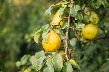 Sonbahar bahçesinde olgun organik armut çeşitleri, yakın çekim..