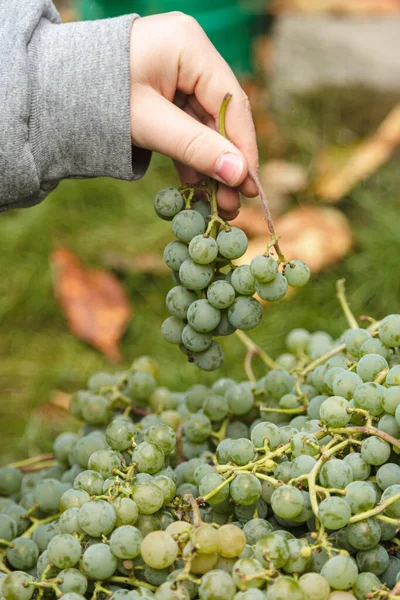 A branch of green grapes in the hand of a child, close-up, harvest concept.