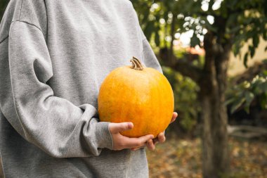 Samimi gri kazaklı kız elinde parlak sarı turuncu balkabağı, Şükran Günü ya da Cadılar Bayramı, evde yetişen sebzeler, ekolojik yaşam konsepti.