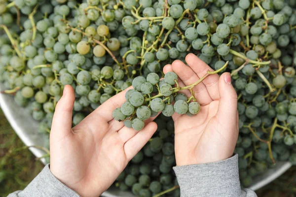 A branch of green grapes in the hand of a child, close-up, harvest concept.