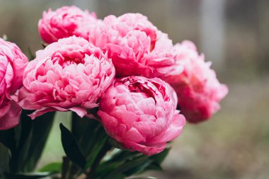 Bulanık arkaplanda pembe şakayık çiçekleri, yakın plan. Bahçede çiçek açan şakayıklar, makro çekim.