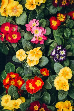 Arka plan olarak renkli çiçekli Primula Primrose bitkileri, üst manzara. Mutlu Paskalyalar. Birçok Primula Primrose Çok renkli çiçekler.