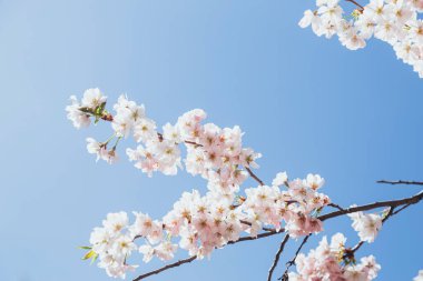 Mavi gökyüzüne karşı çiçek açan sakura dalları, pembe çiçeklerle açan kiraz ağaçları. Pembe sakura çiçekleri, rüya gibi romantik bahar arkaplanı.