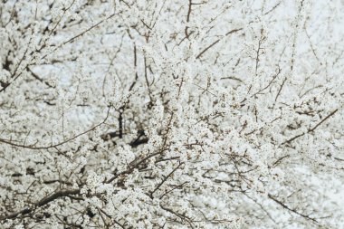 Bulanık bir bahçenin arka planında bir elma dalında güzel beyaz çiçekler. Elma ağacı çiçeği. Bahar arkaplanı.