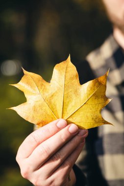 Yakın plan, parlak sarı akçaağaç yaprağı ormandaki adamın elinde, yürüyüş konsepti, sonbahar havası.