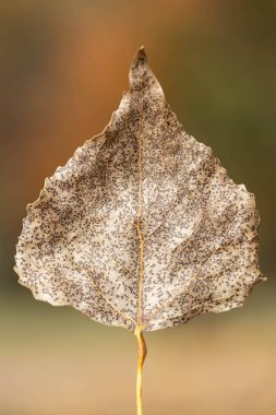 Macro shot of a textured colorless dry autumn leaf on a blurred background. clipart