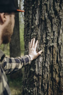 Ağaç gövdesine dokun. Erkek eli bir çam ağacının gövdesine dokunur, yakın plan. İnsan eli bir ağaç gövdesine dokunur. Ağaç kabuğu. Vahşi orman yolculuğu. Ekoloji, enerji ormanı doğa kavramı..