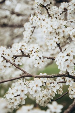 Bulanık yeşil arka planda beyaz çiçeklerle çiçek açan bahar ağacı dalı. Bahar çiçekleri. Bulanık arkaplan. İlkbahar.