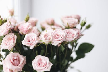 Yakın plan, beyaz arka planda küçük pembe güller. Hafif arka planda bir buket sprey gül. Bayram tebrikleri kavramı. Çiçek tasarımı. Yaz ve bahar.