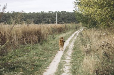 Güzel bir bahçe köpeği tarlanın yanındaki patikada duruyor. Kırsal alan kavramı, doğa, sadakat ve evcil hayvan hayatı. Boşluğu kopyala.