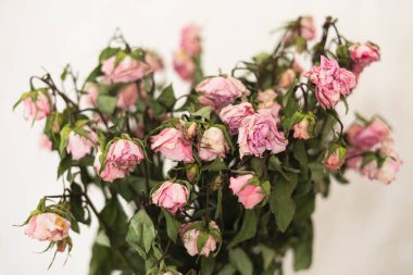 Bir buket solmuş açık pembe gülün yakın görüntüsü. Beyaz arka planda solmuş çiçek buketi. Kurumuş ve solmuş gül buketi.