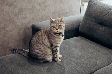 Güzel bir kedinin portresi. Şirin Kedi Portresi. Mutlu Hayvan. Gri İskoç Heteroseksüel kedi kanepede. Ev sahnesi. Boşluğu kopyala.