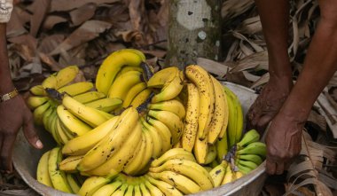 Köylerdeki cesur bir kadın tarafından muz ticareti ve yetiştirilmesi.