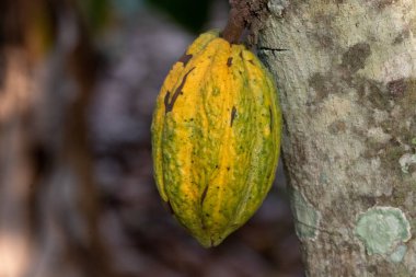 Cocoa fields on acres of land, and a close-up view of cocoa fruits ready to be harvested.