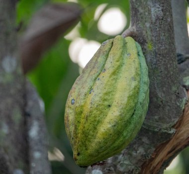 Cocoa fields on acres of land, and a close-up view of cocoa fruits ready to be harvested.