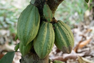 Cocoa fields on acres of land, and a close-up view of cocoa fruits ready to be harvested.