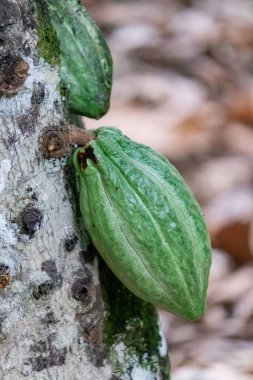 Cocoa fields on acres of land, and a close-up view of cocoa fruits ready to be harvested.