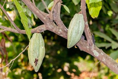 Cocoa fields on acres of land, and a close-up view of cocoa fruits ready to be harvested.