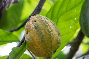 Cocoa fields on acres of land, and a close-up view of cocoa fruits ready to be harvested.