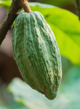Cocoa fields on acres of land, and a close-up view of cocoa fruits ready to be harvested.