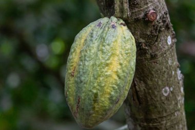 Cocoa fields on acres of land, and a close-up view of cocoa fruits ready to be harvested.