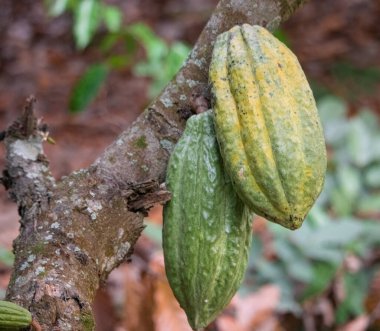 Cocoa fields on acres of land, and a close-up view of cocoa fruits ready to be harvested.